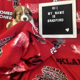 Bradford - Sable and white male Collie puppy in Beaver, Oklahoma from Lawson’s Lassies