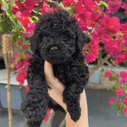 Girl 1 - Black female Goldendoodle puppy in Brooksville, Florida from Abby’s Standard Goldendoodles