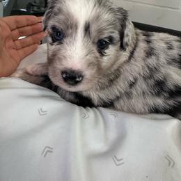 Nova - Blue merle female Miniature Australian Shepherd puppy in Town 'N' Country, Florida from House of Miniature Aussies