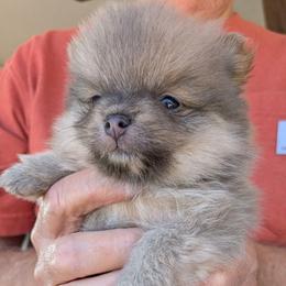G - Blue and tan female Pomeranian puppy in Cocoa, Florida from Pom Coast Pomeranians