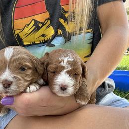 Bernedoodle, Cavapoo, Goldendoodle, and Poodle Puppies from Gypsi Doodles & Poodles
