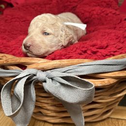 Goldendoodle Puppies from S_and_b_doodles