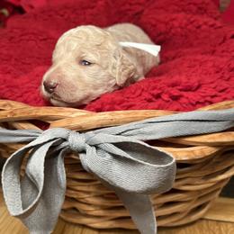 Goldendoodle Puppies from S_and_b_doodles