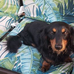 Cylde - Dachshund
