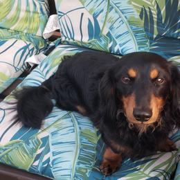 Cylde - Dachshund