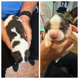 English Springer Spaniel Puppies from Sandpiper Bay ESS