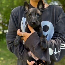 Yellow collar - Black brindle female Dutch Shepherd puppy in Van Nuys, California from TriForce K9