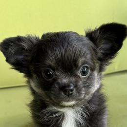 Angela - LaLa - Blue and tan female Chihuahua puppy in Lake George, New York from Moonhill Chihuahuas