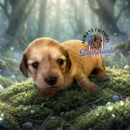 AFDs Audrey - Cream female Dachshund puppy in Waverly, Ohio from Always Faithful Dachshunds