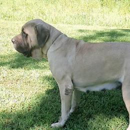 Velma - Mastiff