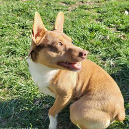 Beefy - Rat Terrier