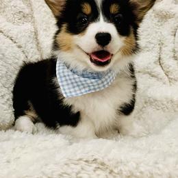 Pembroke Welsh Corgi Puppies from Nunas Corgis