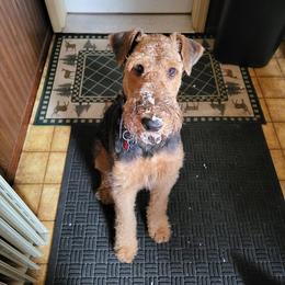 Airedale Terrier Puppies from Mystic’s Airedales