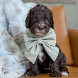 Macchiato - Chocolate male Labradoodle puppy in Clovis, California from Delta Doodless