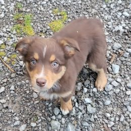 Girl 4 - Australian Shepherd puppy in Tennessee from Cedar Stone Aussiedoodles