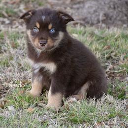 Laredo - Red tri male Miniature Australian Shepherd puppy in Evant, Texas from Lazy VT Bar Ranch