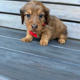 Riot - Red male Dachshund puppy in South Willard, Utah from Doxies in the Sun