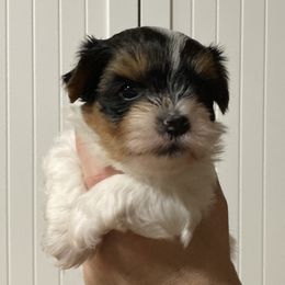 Assorted Doodle Crosses, Double Doodle, Maltipoo, Morkie, and Yorkipoo Puppies from Danza Bolo