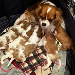 Cavalier King Charles Spaniel Puppies from Stargazer Cavaliers