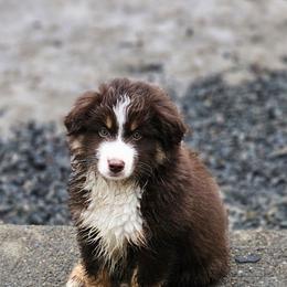 Yeti (blue collar) - Red tri-color male Miniature American Shepherd puppy in Griswold, Connecticut from Flatrock's Mini American Shepherd's