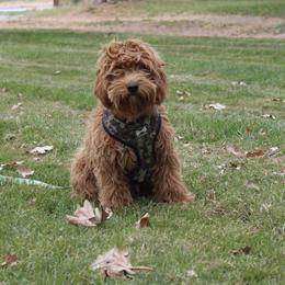 Scooby - Goldendoodle