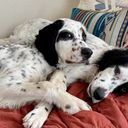 English Setter Puppies from Steens Mountain Setters