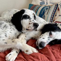 English Setter Puppies from Steens Mountain Setters