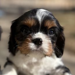 Cavalier King Charles Spaniel Puppies from Nococavaliers