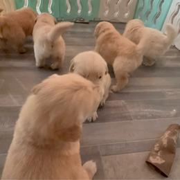 Pubert-Brown - Golden male Golden Retriever puppy in Squaw Valley, California from Bear Mountain