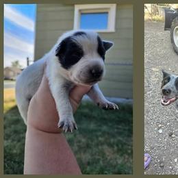 Australian Cattle Dog All Grown Up from Blue Steel Cattle dogs