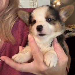 Faith - Black and tan female American Corgi puppy in Orangevale, California from Corgis of the Heart