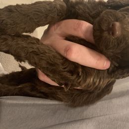 Goldendoodle and Labradoodle Puppies from Jessica Henry