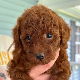 Sadie - Red  Poodle puppy in Martinsburg, Pennsylvania from Susan's Poodles Plus