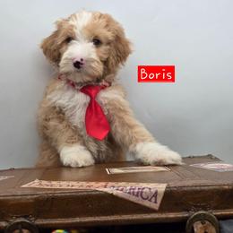 Boris - Red male Bernedoodle puppy in Neillsville, Wisconsin from Granton Creek