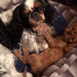 Cavalier King Charles Spaniels and English Toy Spaniels from Debra Dyjak