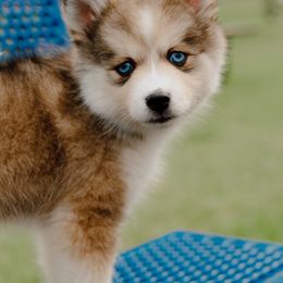 Pomsky Puppies from Mini Pomsky Puppies