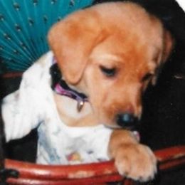 Labrador Retriever Puppies from Lorlyn Labradors