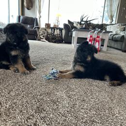 German Shepherd Puppies from S&S German Shepherds