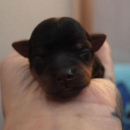 Lux - Black and tan male Yorkshire Terrier puppy in Greenwood, Wisconsin from Selah and Co.