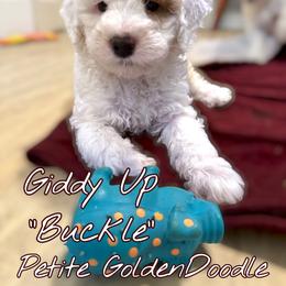 Bernedoodle and Goldendoodle Puppies from Paws 4 Doodles, LLC