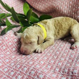 St. Claire - Cream female Goldendoodle puppy in Denison, Iowa from Violet View Iowa Goldendoodles