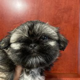 Mandy - Sable and white female Shih Tzu puppy in Spring, Texas from Precious Tzu Crew