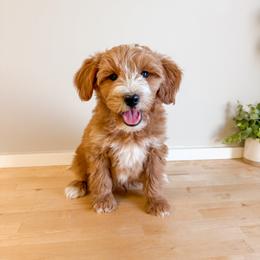 Willie - Red  male Goldendoodle puppy in Melba, Idaho from KZ Doodles