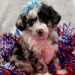 Yellow collar toy - Blue merle female Aussiedoodle puppy in 32046, Florida from River Hill Ranch