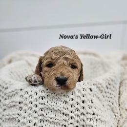 Girl 1 - Apricot female Labradoodle puppy in Payson, Utah from Utah County Labradoodles