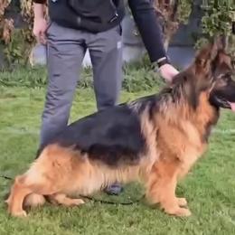 Koko - German Shepherd