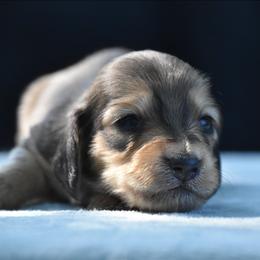 Waylon - Cream male Dachshund puppy in Lowell, Indiana from DesForges Dachshunds.
