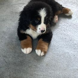 Bernese Mountain Dog Puppies from Alpen Daydream Bernese