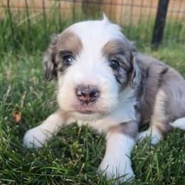 Blaze - Blue merle male Bernedoodle puppy in Blackfoot, Idaho from Draper Mountain Doodles