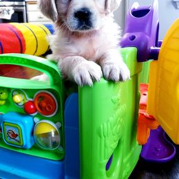 Golden Retriever Puppies from God Given Goldens